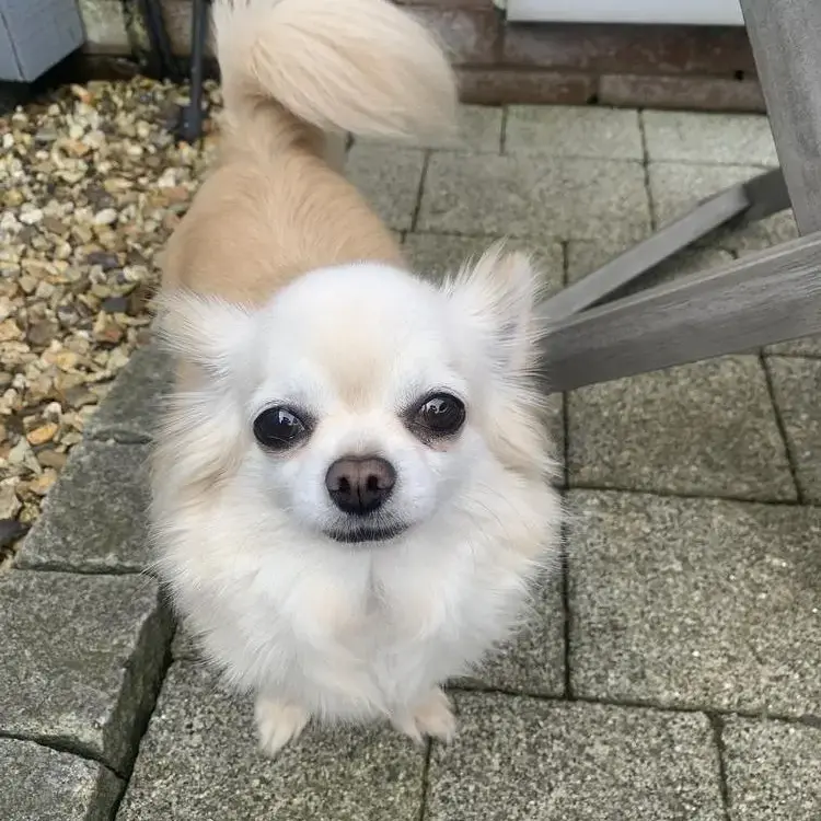 Chihuahua (Long Coat)