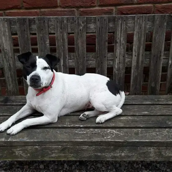 Staffordshire Bull Terrier