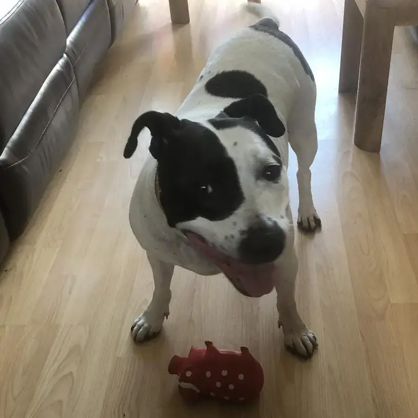 Staffordshire Bull Terrier