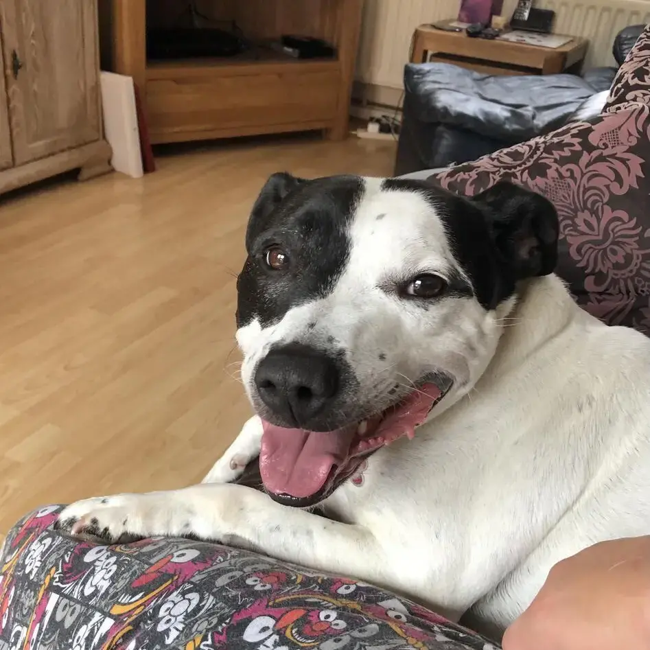 Staffordshire Bull Terrier