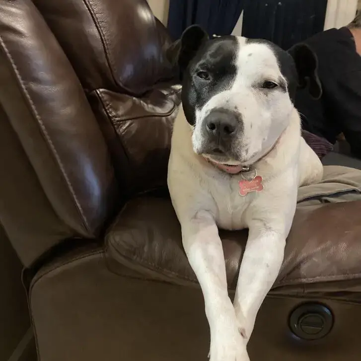 Staffordshire Bull Terrier