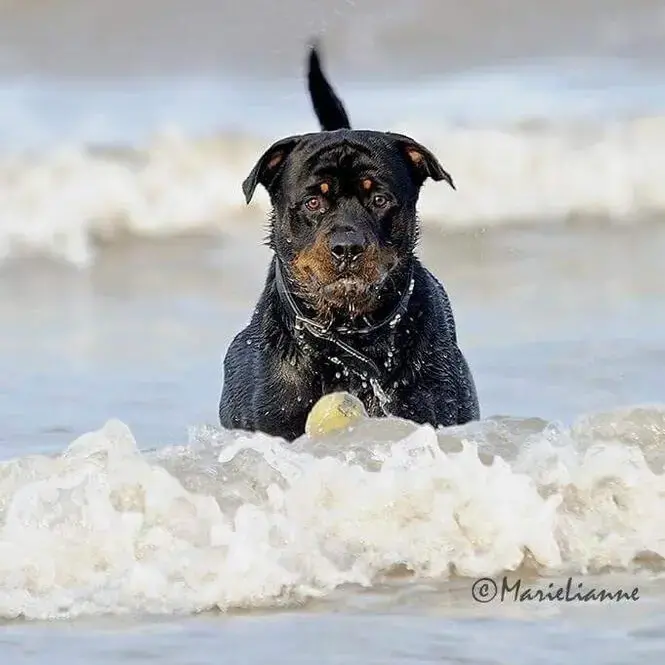 Rottweiler
