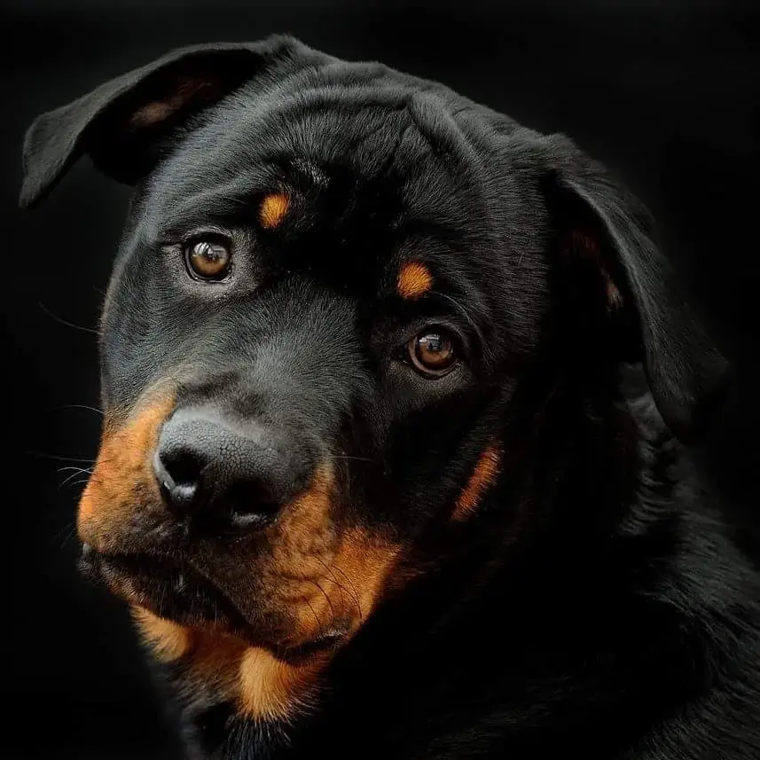 Rottweiler