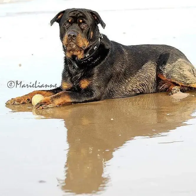 Rottweiler