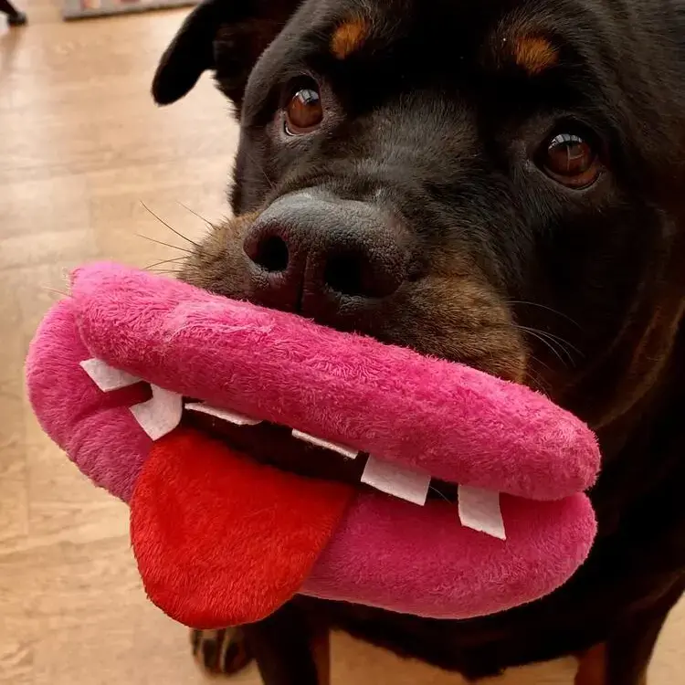 Rottweiler