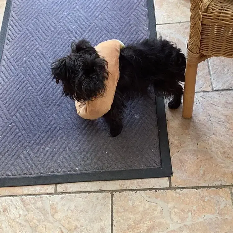 Affenpinscher