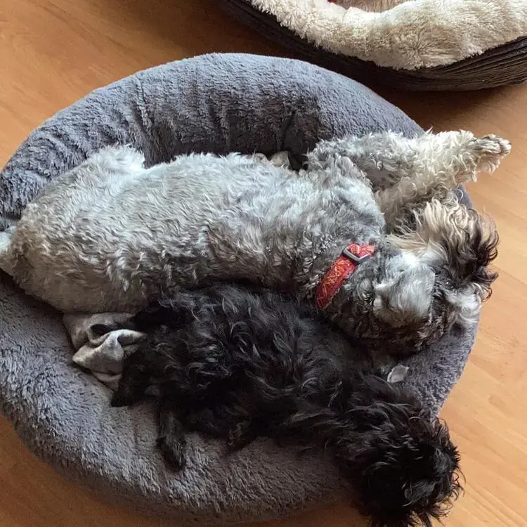 Affenpinscher