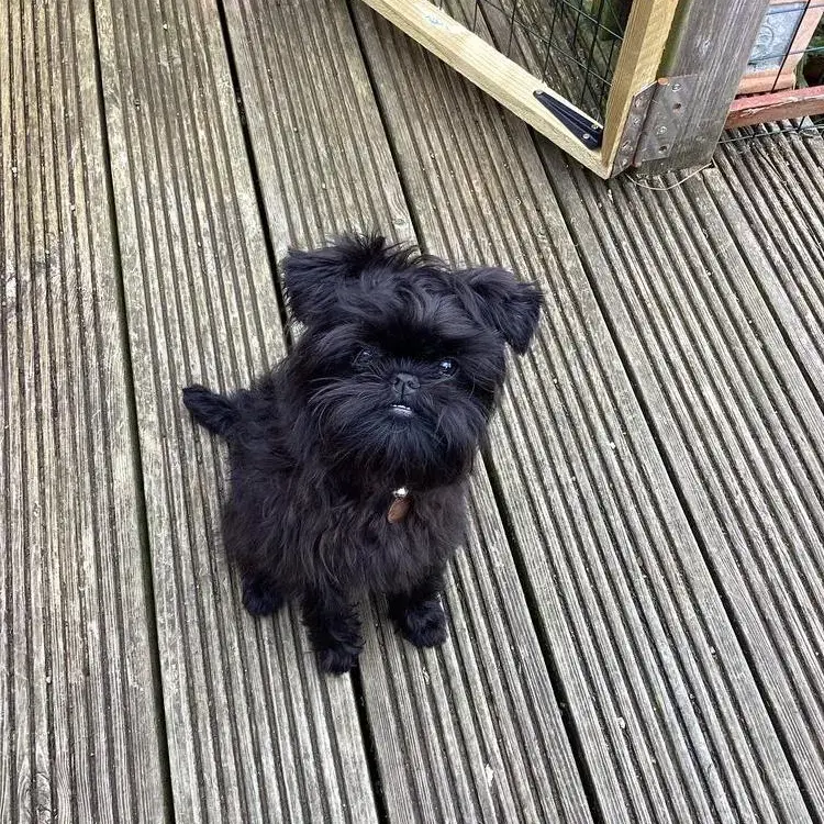 Affenpinscher