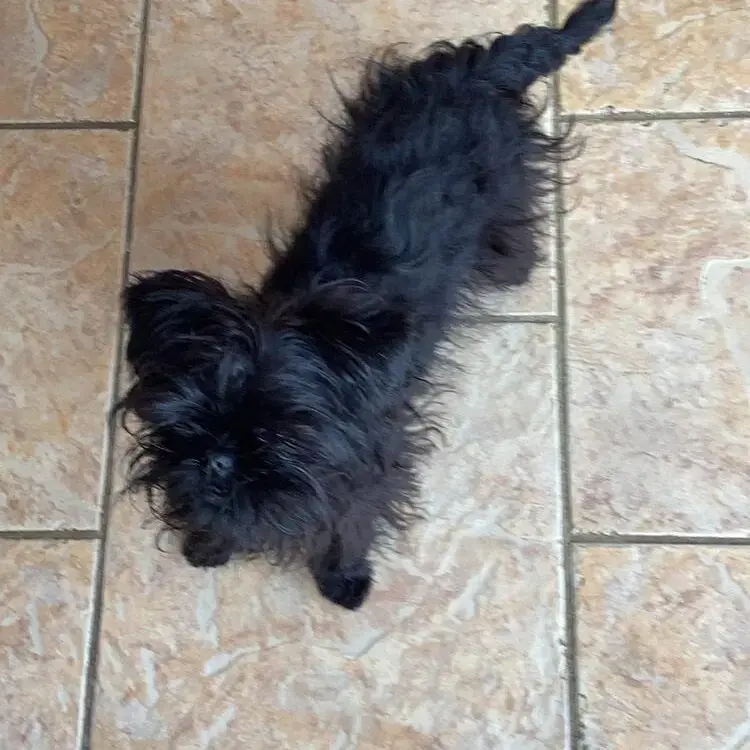 Affenpinscher