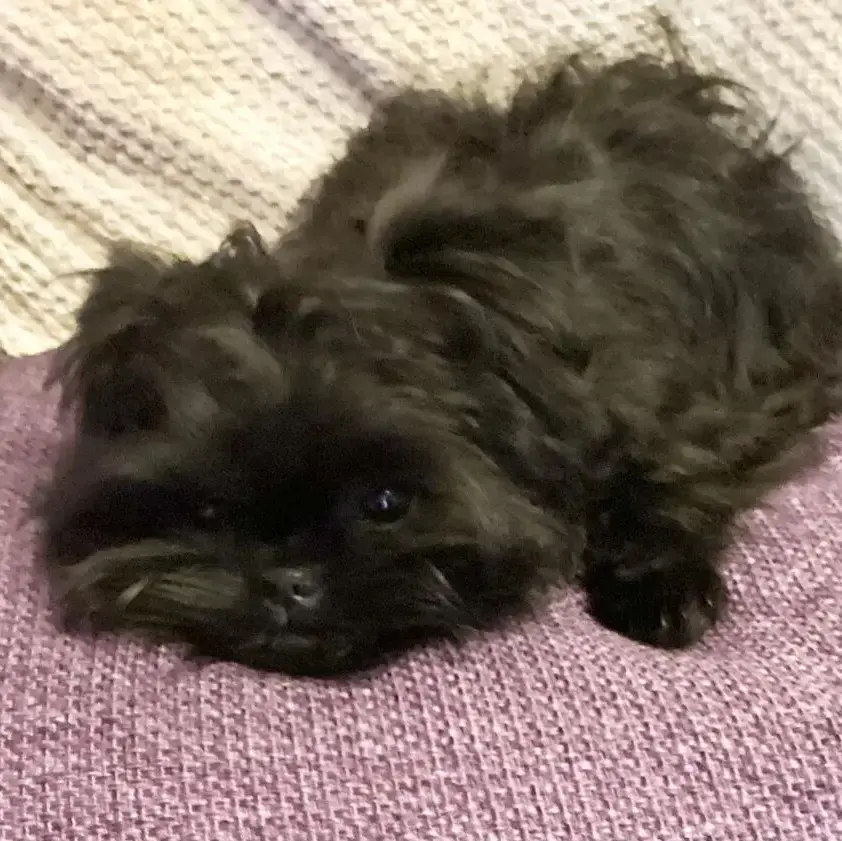 Affenpinscher