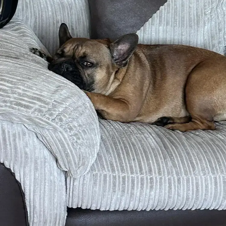 French Bulldog