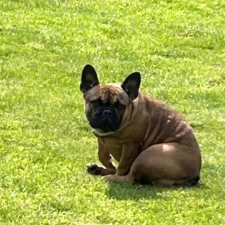 French Bulldog