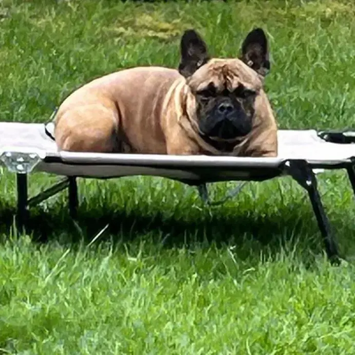 French Bulldog