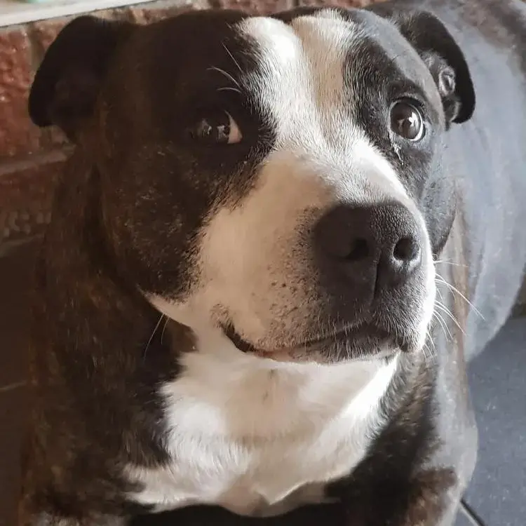 Staffordshire Bull Terrier