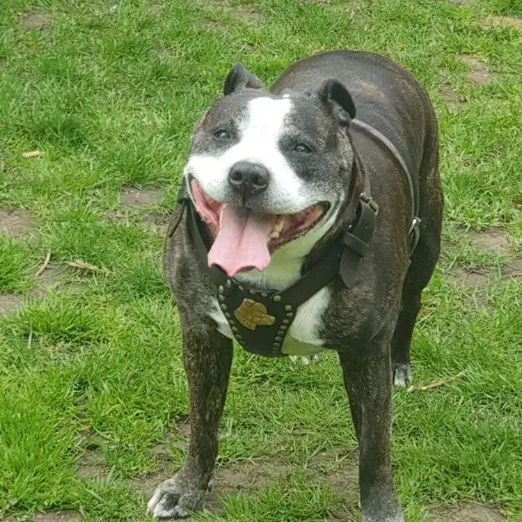 Staffordshire Bull Terrier