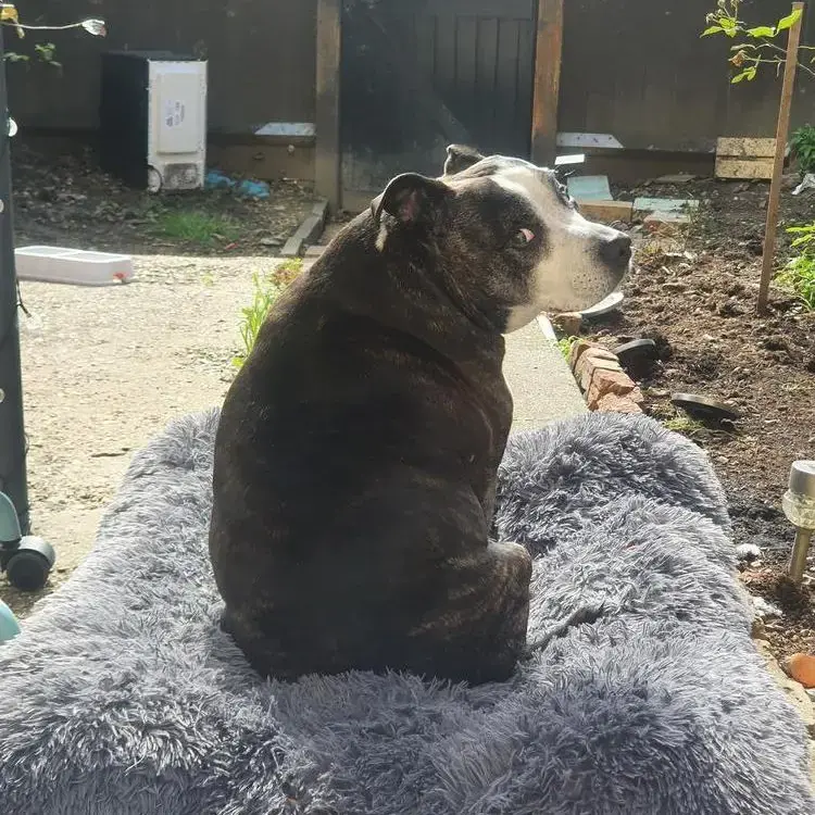 Staffordshire Bull Terrier