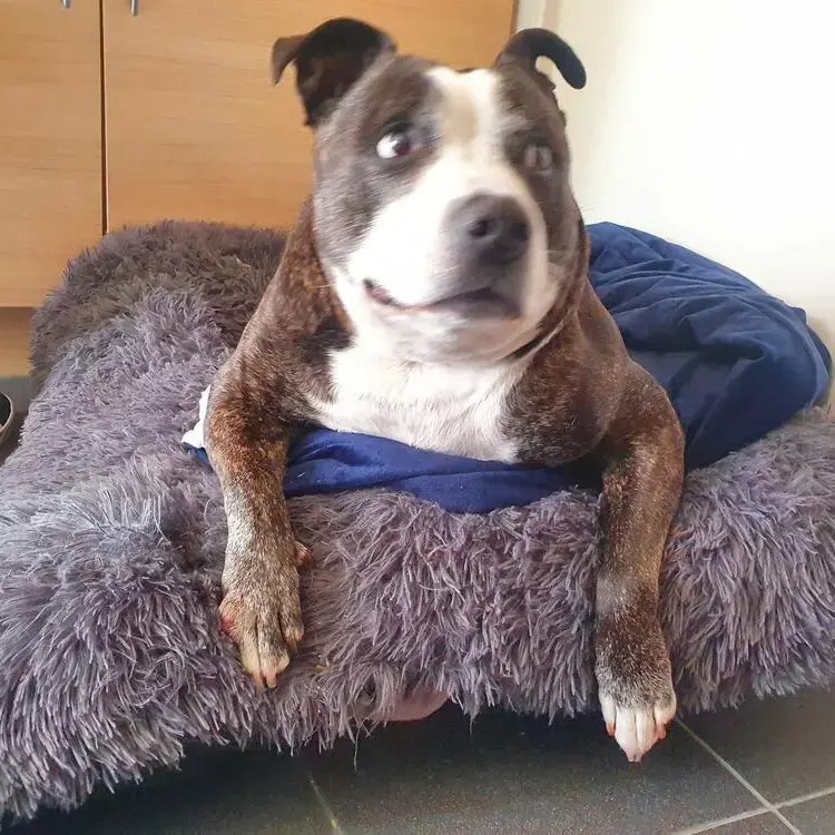 Staffordshire Bull Terrier