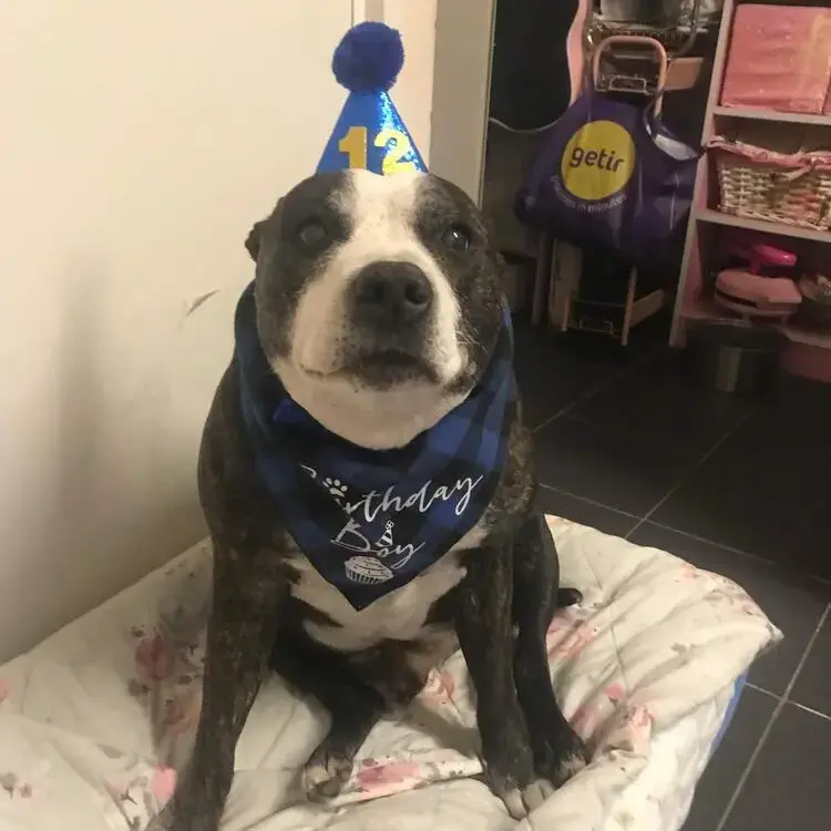 Staffordshire Bull Terrier