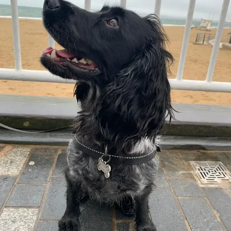 Cocker Spaniel (English)