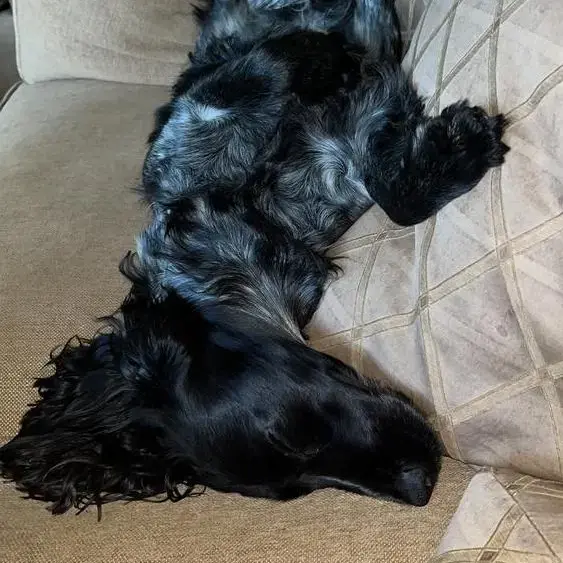 Cocker Spaniel (English)