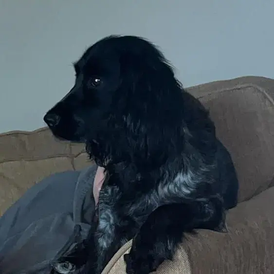 Cocker Spaniel (English)