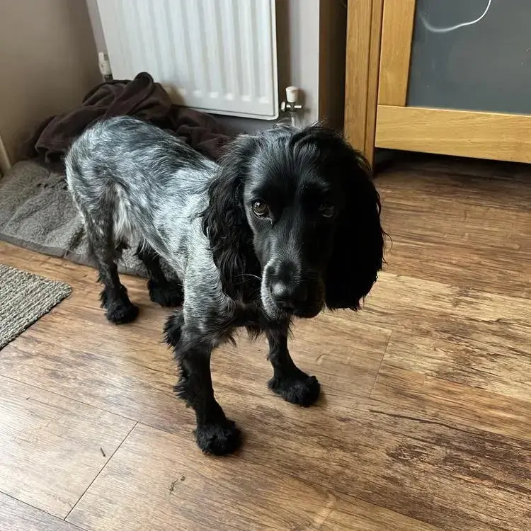 Cocker Spaniel (English)