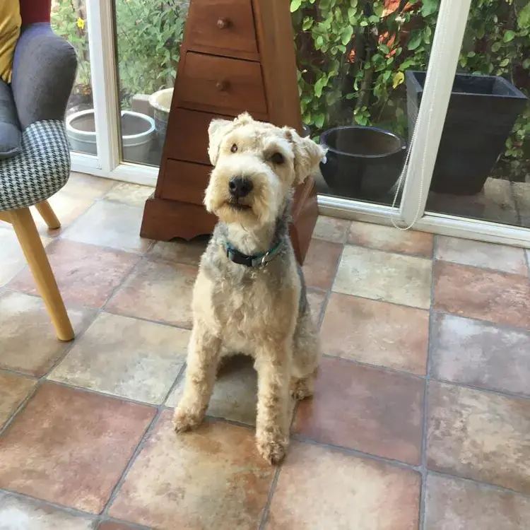 Lakeland Terrier