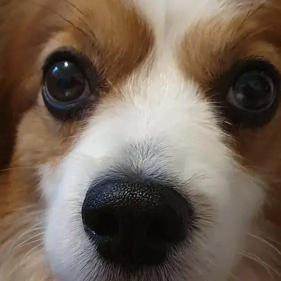Papillon