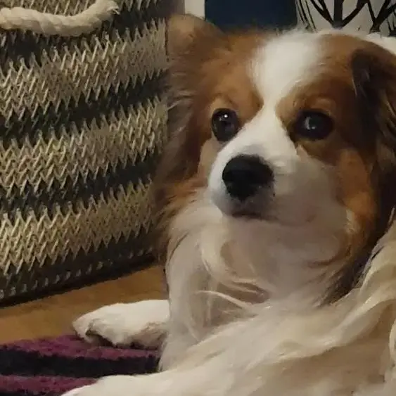 Papillon