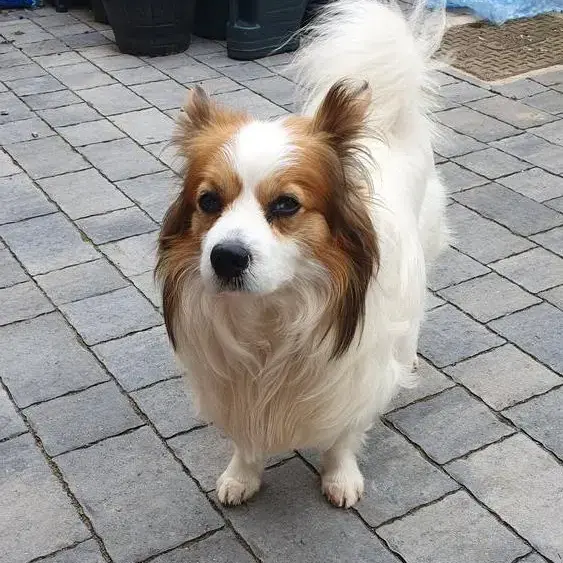 Papillon