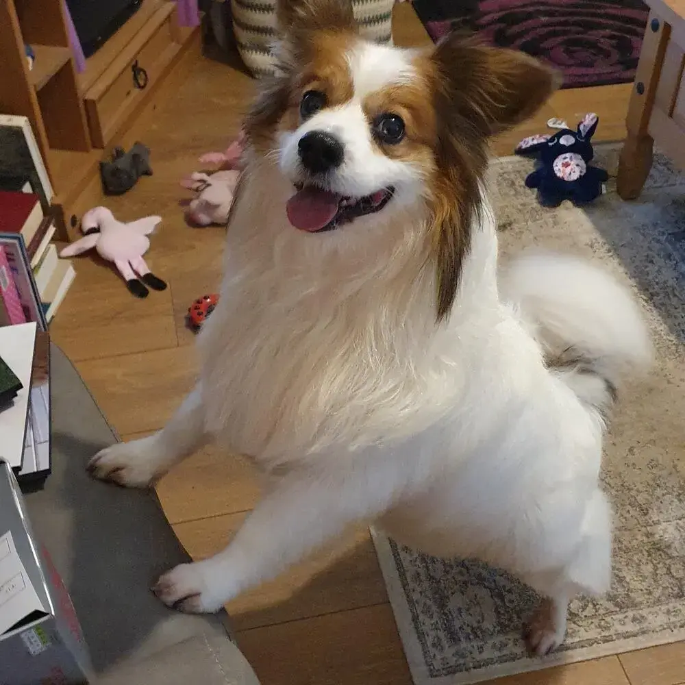 Papillon