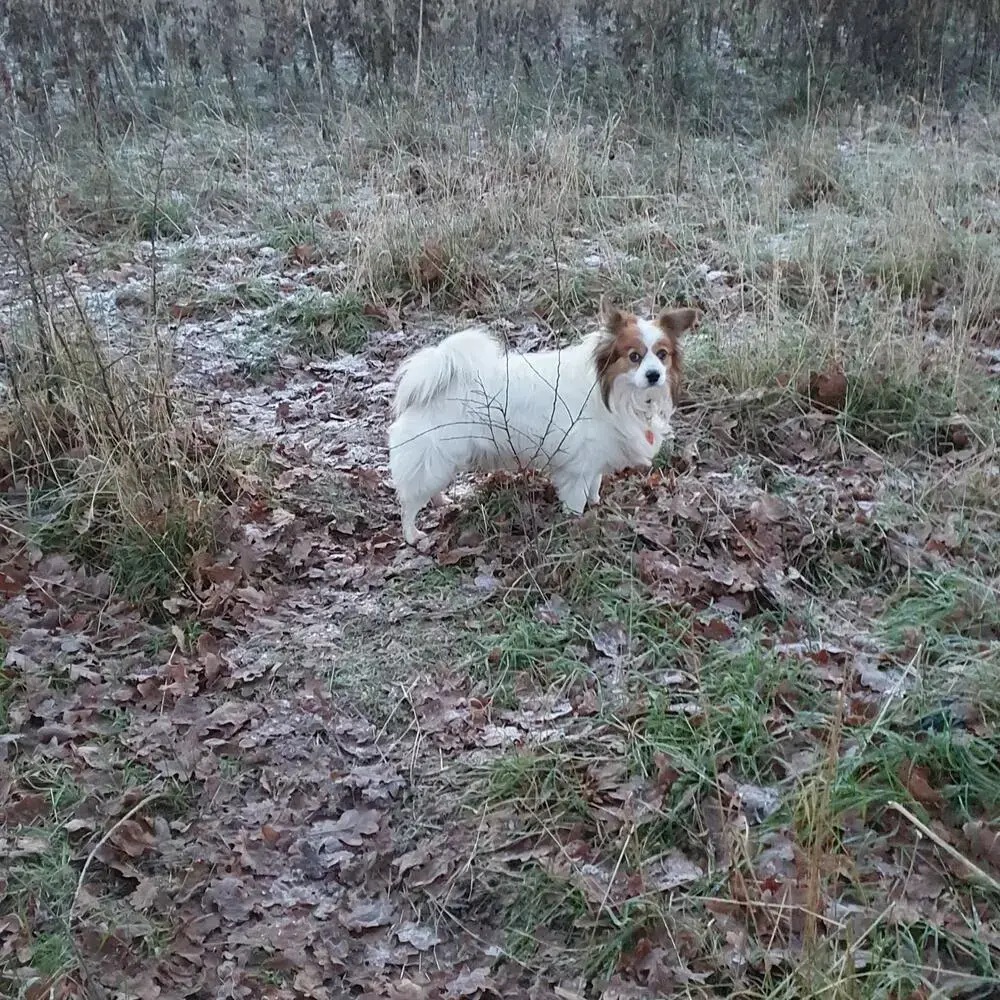 Papillon