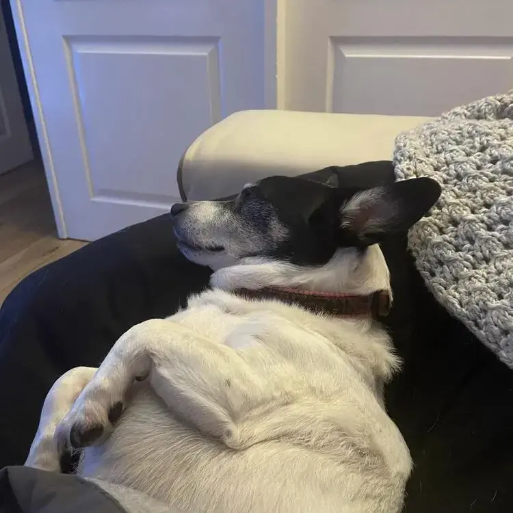 Jack Russell Terrier