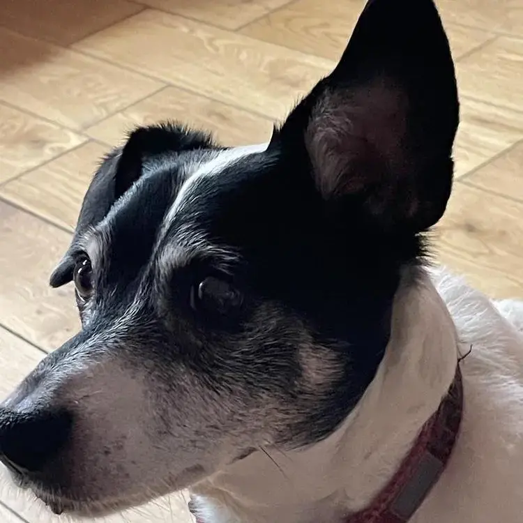 Jack Russell Terrier