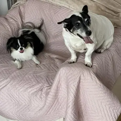 Jack Russell Terrier