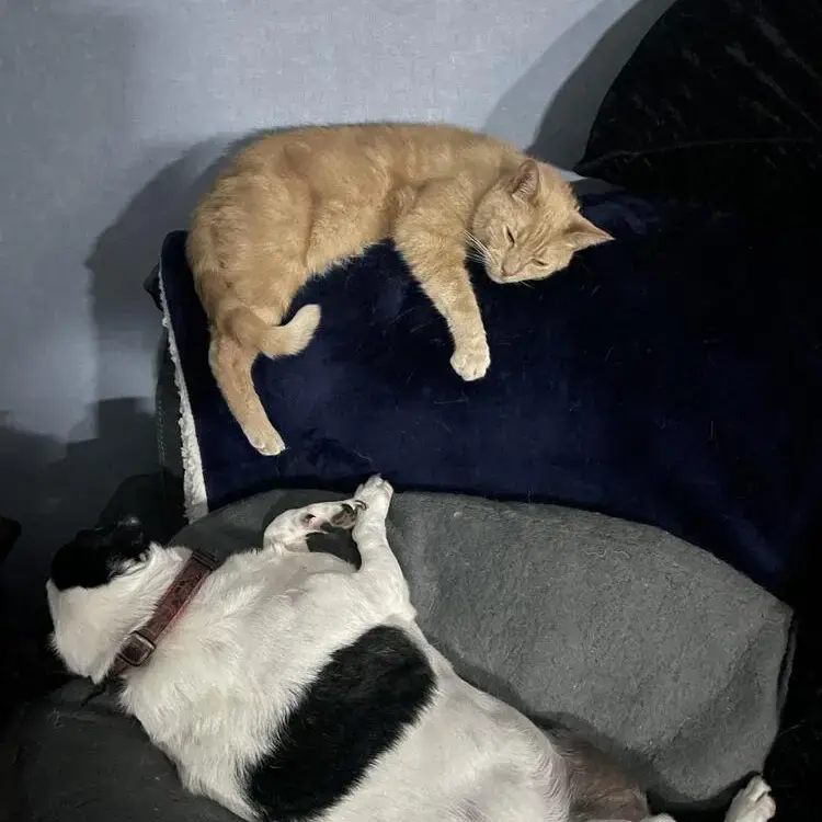 Jack Russell Terrier