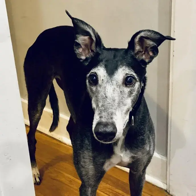 Greyhound