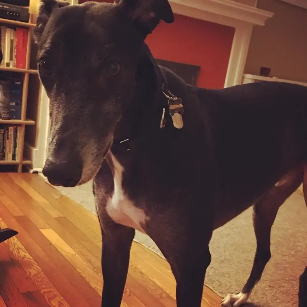 Greyhound