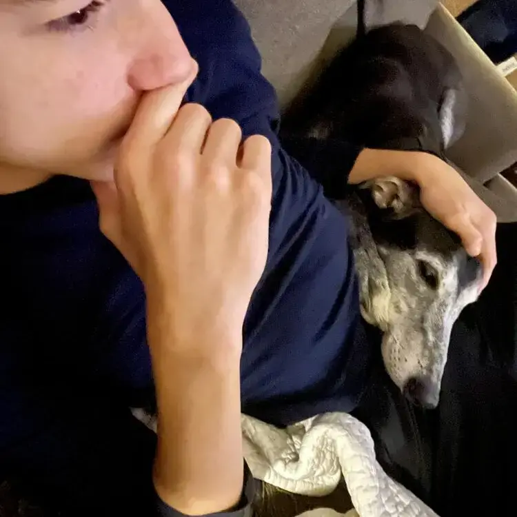 Greyhound