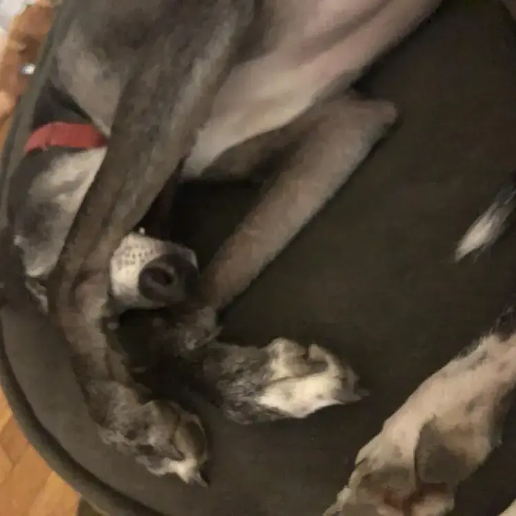 Greyhound