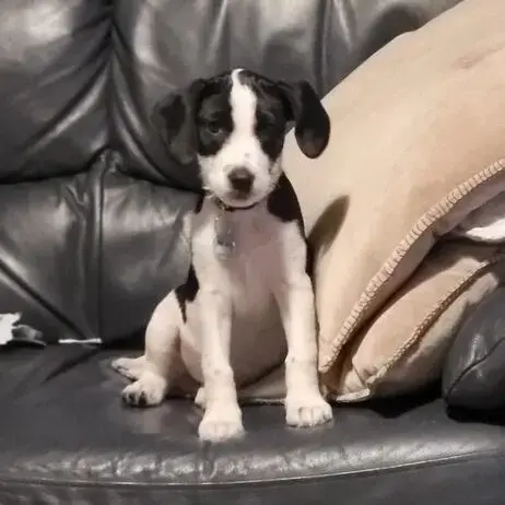 Cocker Spaniel (English)