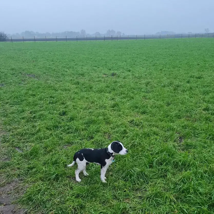 Cocker Spaniel (English)