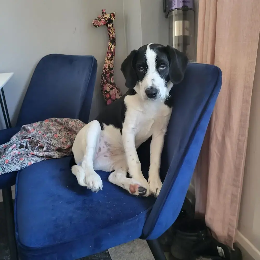 Cocker Spaniel (English)