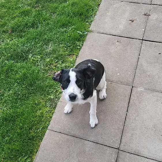 Cocker Spaniel (English)