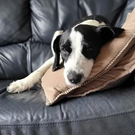 Cocker Spaniel (English)