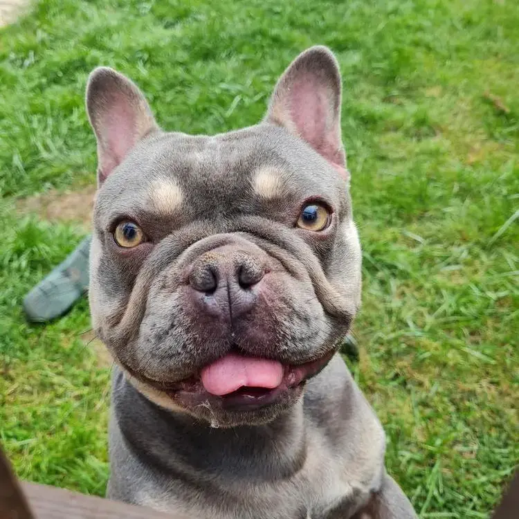 Bulldog