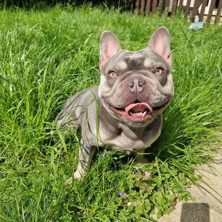 Bulldog