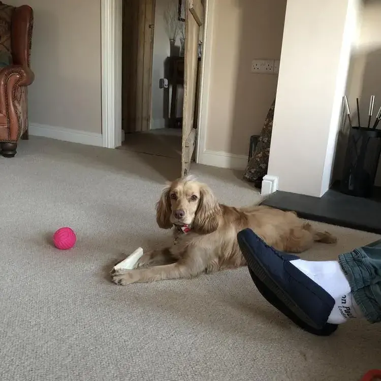 Cocker Spaniel (English)