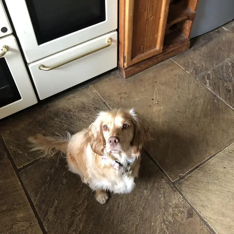 Cocker Spaniel (English)