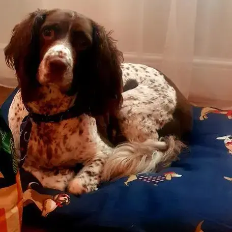 English Springer Spaniel